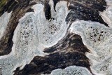 Lecanora xylophila image
