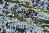 Lecanora xylophila image