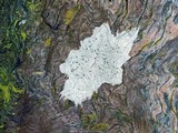 Lecanora xylophila image