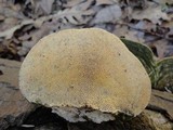 Trametes gibbosa image