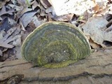 Trametes gibbosa image