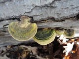 Trametes gibbosa image