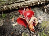 Sarcoscypha austriaca image