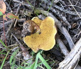 Suillus lakei image