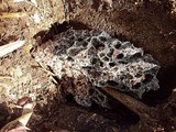 Leucoagaricus gongylophorus image