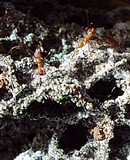 Leucoagaricus gongylophorus image