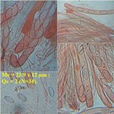 Plectania rhytidia image