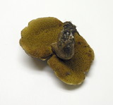 Suillus lakei image