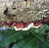 Earliella scabrosa image