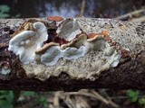 Earliella scabrosa image
