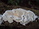 Earliella scabrosa image