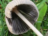 Parasola plicatilis image