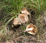 Tricholoma imbricatum image