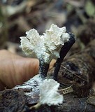 Xylaria cubensis image