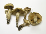Tricholoma imbricatum image