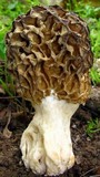 Morchella americana image