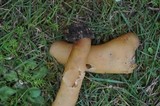 Verpa conica image