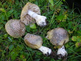Amanita umbrinidisca image