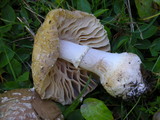 Amanita umbrinidisca image