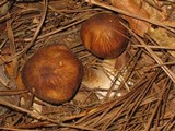 Psathyrella delineata image