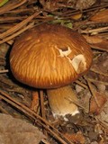 Psathyrella delineata image
