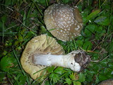 Amanita umbrinidisca image