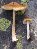 Inocybe praetervisa image