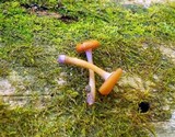 Chromosera cyanophylla image