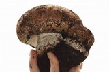 Agaricus lilaceps image