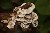 Byssomerulius corium image