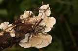 Byssomerulius corium image