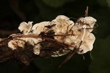 Byssomerulius corium image