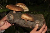 Lentinula edodes image