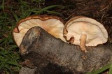 Lentinula edodes image