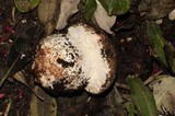 Agaricus lilaceps image