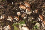 Agaricus lilaceps image