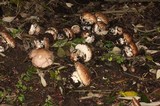 Agaricus lilaceps image