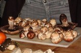 Agaricus lilaceps image