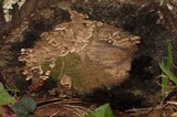 Stereum sanguinolentum image