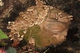 Stereum sanguinolentum image