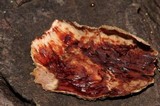 Stereum sanguinolentum image