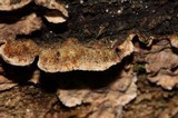 Stereum sanguinolentum image