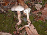 Tricholoma saponaceum image