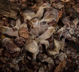 Auricularia americana image