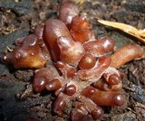 Auricularia americana image
