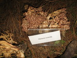 Ramaria botrytis image