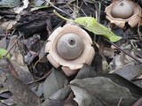 Geastrum triplex image