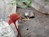 Mycena viscidocruenta image