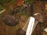 Strobilomyces confusus image