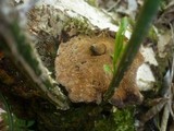 Phylloporia ribis image